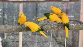Guaruba guarouba,golden conure,Ararajuba.