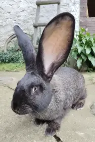 Prodám samičky Belgického obra