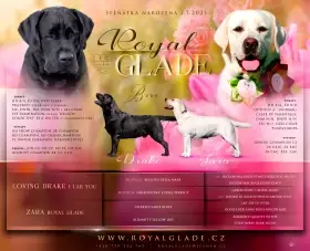 Labrador - krásná štěňátka s PP