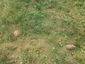2x želva ostruhatá