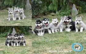 Štěňata sibiřský husky