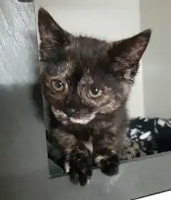 Kočička Meow hledá nový domov