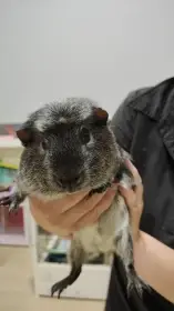 Daruji morčata (kluky)