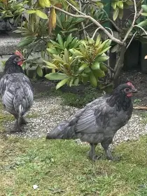 Prodám 2 kohoutky Rousné zakrslé