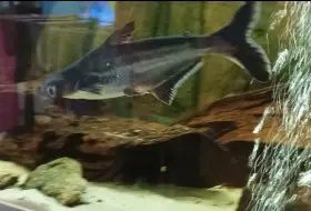 Pangas spodnooký