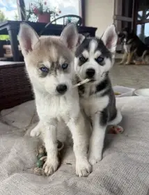 Štěňátka typ husky