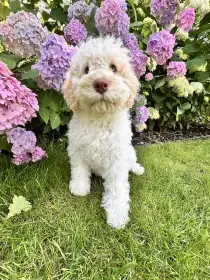 Italský vodní pes s PP (Lagotto Romagnolo)