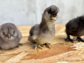 Hedvábnička velká vousatá - kuřátka