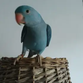 Ručně dokrmený