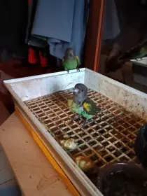 Papoušek senegalský a žlutotemenný meyeri