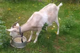 Prodáme loňskou kozičku