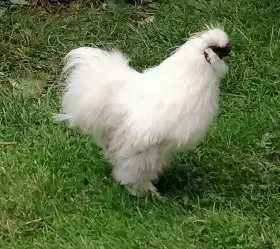 Hedvabnička kohout