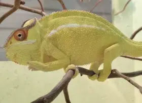Furcifer pardalis Nosy Mitsio