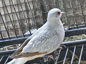 Holoubek diamantový