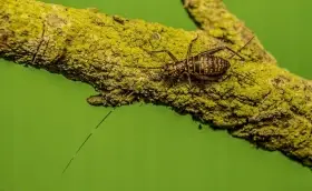 Štíři a Pavouci (samci), Strašilky, Cvrčci (hobby), Švábi a Isopody.