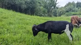 Prodám kamerunské ovce