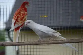 Penant lutino