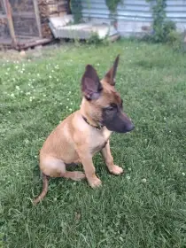 Štěně v typu BO Malinois