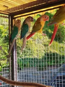Pyrura zelenolicí