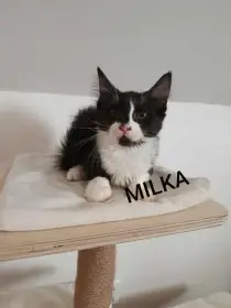 Míci a Milka hledají domov