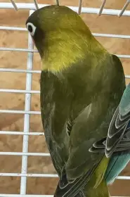 Agapornis škraboškový - prodám -