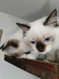 Koťátka Ragdoll s PP na