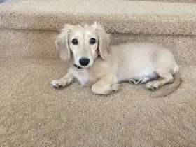 Dopyt