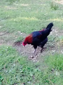 Maranska černá měděnokrká kohout