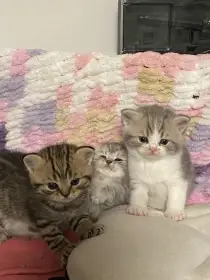 🐾Britská koťátka bez PP🐱