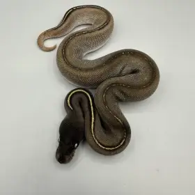 Krajta královská python regius