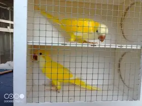 Mníšek šedý - albino, lutino, cremino, aqua ino
