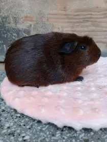 Samičky