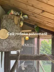 Pyrura zelenolící