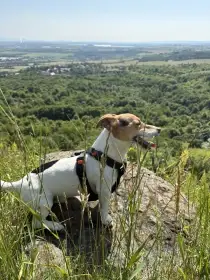 Daruji pejska plemena Jack Russell Teriér (6 let)