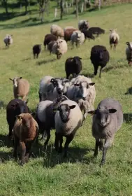 Shetlandská ovce