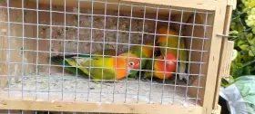 Agapornis fisheri kroužkovaný 24
