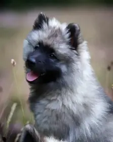 Štěně - vlčí špic (keeshond)