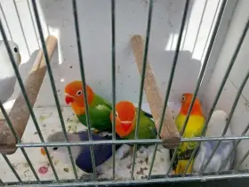 Agapornis fischeri