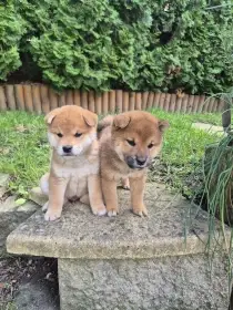 Shiba inu s PP FCI