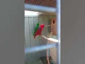 Prodám čtyřletou páru Eclectus polychloros