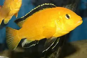 Labidochromis caeruleus Yellow
