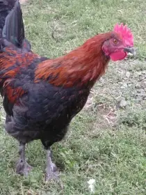 Maranska černá měděnokrká kohout