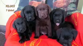 Labradorský retrívr
