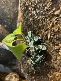 Prodáme skupinu 7 dendrobates auratus “green”