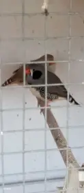 Zebricky