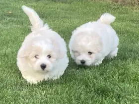 Coton de Tulear