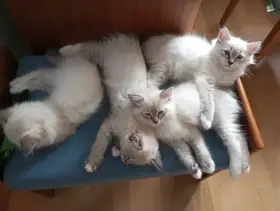 Krásná koťátka  (typ ragdoll)