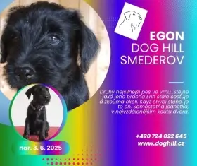 ˇProdám štěňata knírače středního černého s PP