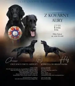 Flat coated retriever - štěňátka s PP