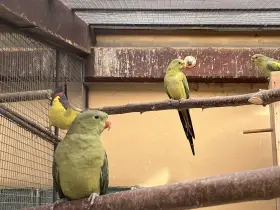 Prodám letošní mláďata i chovné páry papoušků horských přírodních